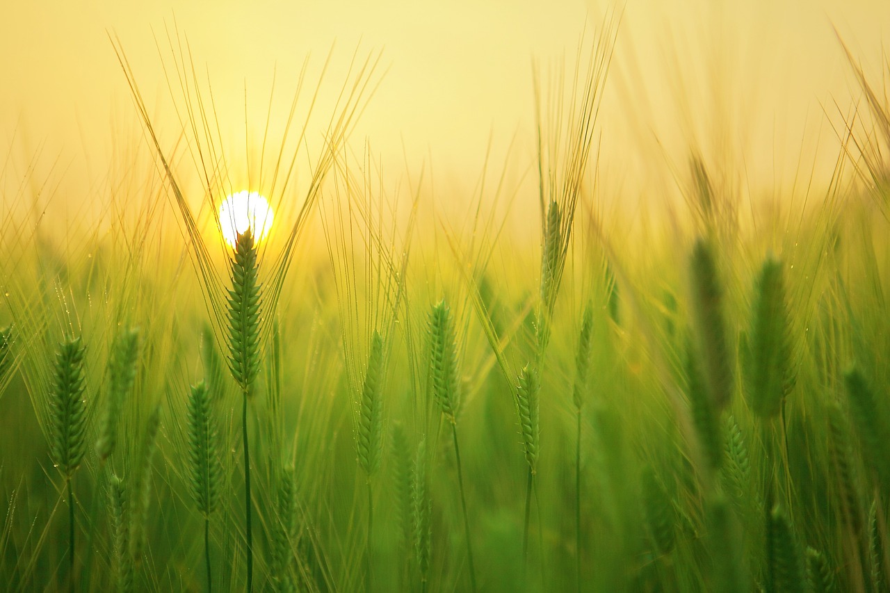 Corsi agricoli gratuiti